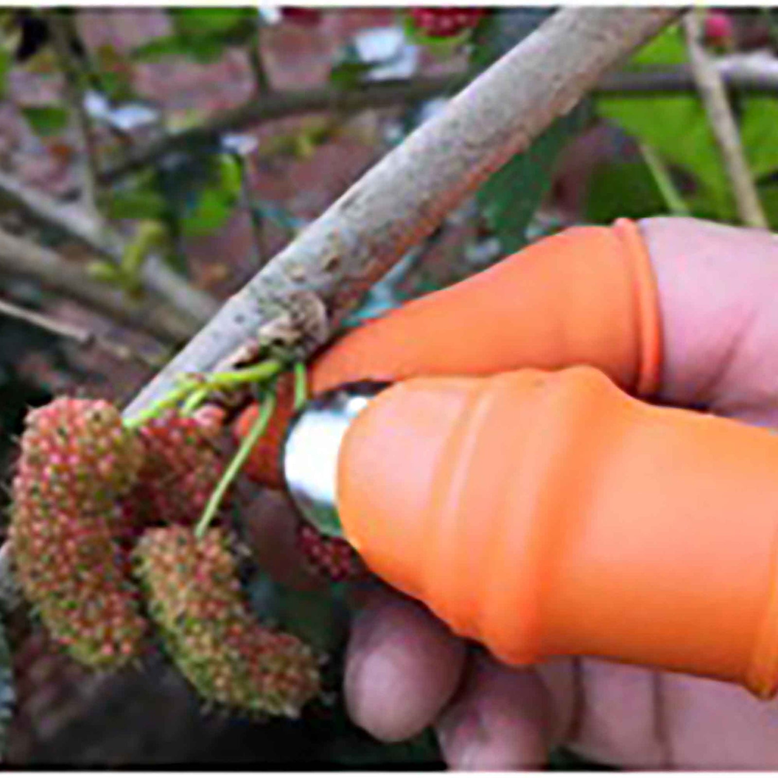 Sécateur de pouce, 2 pièces